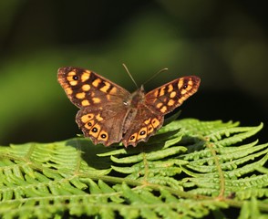 butterfly