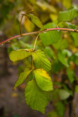 a branch of raspberry a drop of cold autumn rain