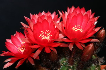 Fiori rossi pianta grassa