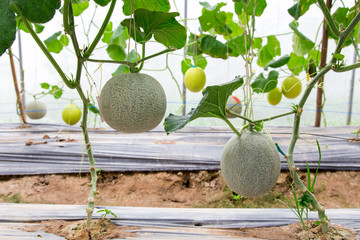 Cantaloupe melons growing in a greenhouse supported by string melon nets. selective focus