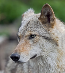 Naklejka premium Grey wolf. Latin name - Canis lupus