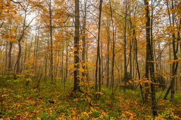Scenic landscape of autumn forest