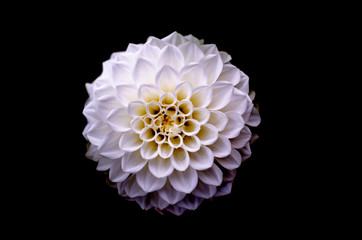 Violet dahlia flower detail isolated