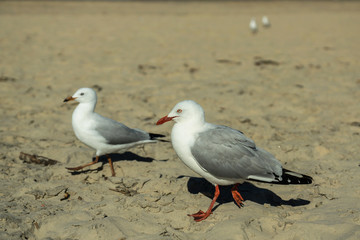 Couple of seagulls walking on a sandy beach near australian city of Surfers paradise, Queensland.