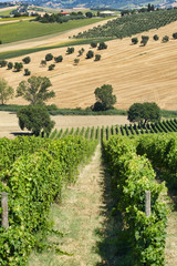 Summer landscape in Marches (Italy) near Castelfidardo