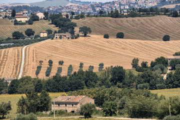 Fototapeta premium Summer landscape in Marches (Italy) near Montecassiano