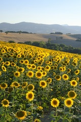 Obraz premium Summer landscape in Marches (Italy) near Filottrano