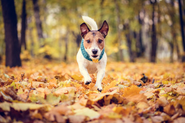 Dog running on fallen leaves at beautiful fall (autumn) park