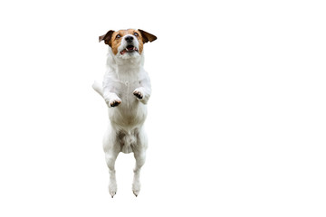 Isolated on white dog jumping up and forward