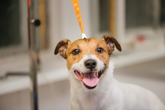 Happy Dog On Grooming Table In Restraint Rope Harness Noose Loop