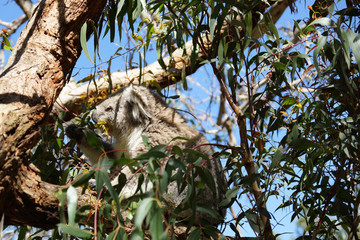 Hungry koala sitting in the middle of eucalyptus branchs on the Australian Phillip island.