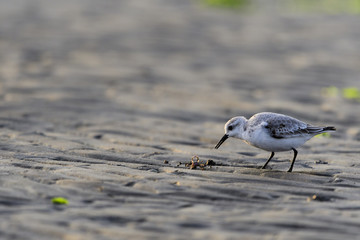 ミユビシギ(sanderling)