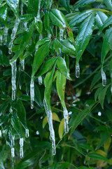 Icicles hang from heavenly bamboo leafs.
