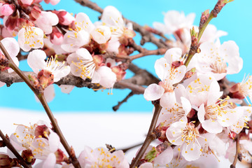 closed up of cherry blossom in japanese park