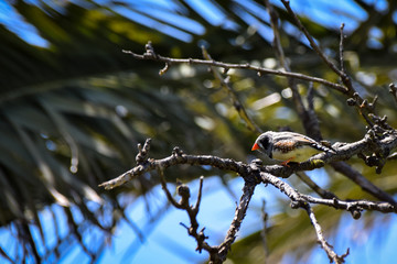Low angle view of zebra finch wild bird perched on bare tree branches