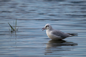 Fototapeta na wymiar Seagull and reflection standing in still calm water