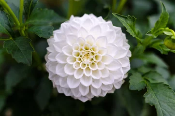 Photo sur Plexiglas Dahlia Détail de fleur de dahlia blanc