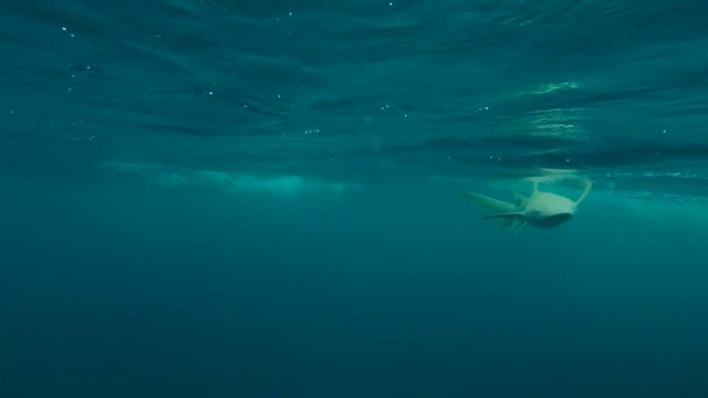 Tawny nurse sharks (Nebrius ferrugineus) swim under the surface of water, Indian Ocean, Maldives
