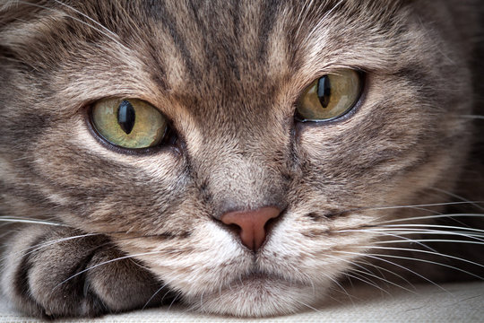 Closeup of european shorthair tabby cat, closeup