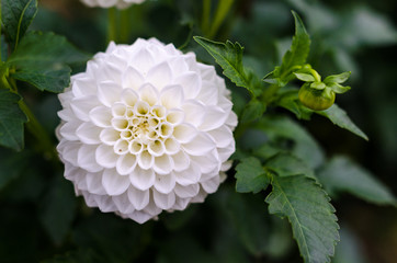 White dahlia flower detail