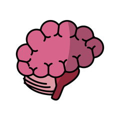 Human brain isolated icon vector illustration graphic design