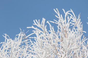 Frosty branch in winter