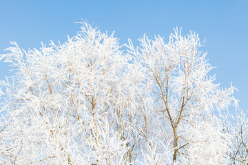 trees in winter covered in snow on a sunny day