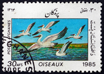 Postage stamp Afghanistan 1985 great white pelican