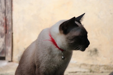 Cute Cat Siamese relaxing on the floor 