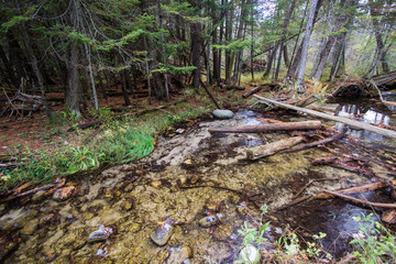 Scenic Wilderness Forest Background. Pine tree woodlands with a crystal clear stream flowing through the lush forest. Hartwick Pines State Park. Grayling, Michigan.