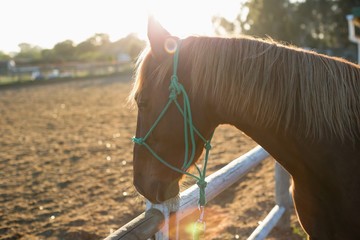 Horse standing in the ranch