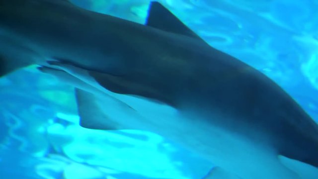 Ragged-tooth Shark close up while swimming past. Big predator fish swims in aquarium above head. HD footage
