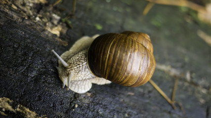 A beautiful snail crawls