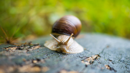 A beautiful snail crawls