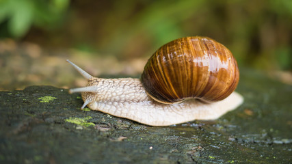 A beautiful snail crawls