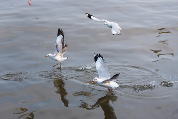 Fototapeta premium Flying Seagull taking food from the sea at Bangpoo.Thailand.