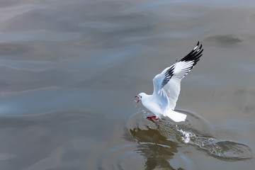 Flying Seagull taking food from the sea at Bangpoo.Thailand.
