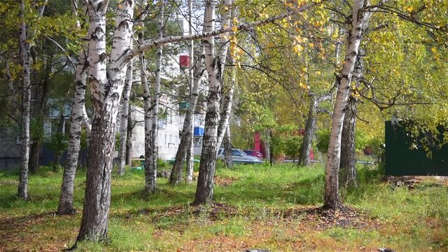 leaves on a birch tree