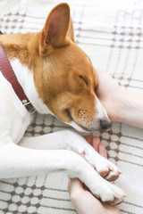 Girl holding paws and dog head.