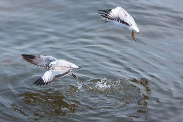 Flying Seagull taking food from the sea at Bangpoo.Thailand.
