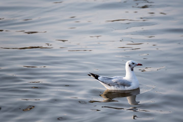 Seagull floating in the sea on the coast of Bangpoo, Thailand.
