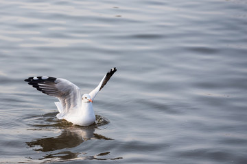 Seagull floating in the sea on the coast of Bangpoo, Thailand.