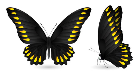 Set of colorful butterflies. Front and side view