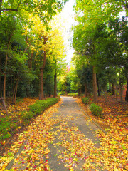 Autumn romantic alley with colorful trees
