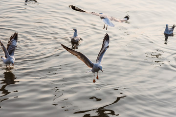 Flying Seagull taking food from the sea at Bangpoo.Thailand.