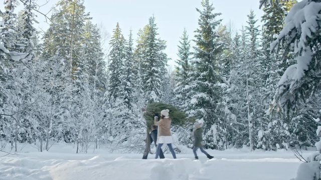 PAN of little boy and young couple carrying cut Christmas tree walking along snowy footpath in winter forest