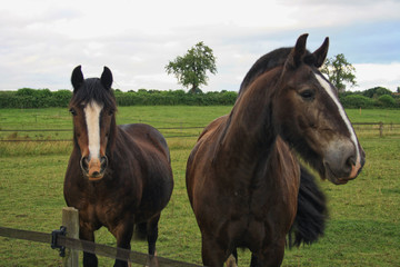 Obraz premium Horses couple