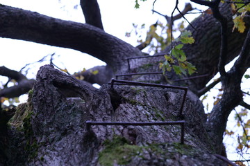 Oak Tree with Ladder