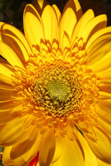 Chrysantheme gelbe  Blume