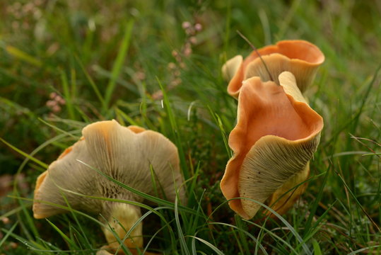 Frische Pilze mit Lamellen